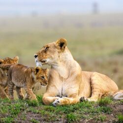 Pembury Tours - Masai Mara National Park - Masai Mara Wildlife - Kenya - Kenyan Wildlife - East African Safari - Game Drive - Game Viewing - Lion