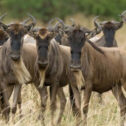Pembury Tours - Serengeti National Park - Tanzania - Tanzanian Wildlife - East African Safari - Game Viewing - Game Drives - Wildebeest
