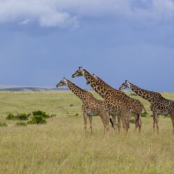 Pembury Tours - Masai Mara National Park - Masai Mara Wildlife - Kenya - Kenyan Wildlife - East African Safari - Game Drive - Game Viewing - Giraffe