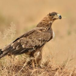 Pembury Tours - Serengeti National Park - Tanzania - Tanzanian Wildlife - East African Safari - Game Viewing - Game Drives - Birdlife - Birding - Eagle