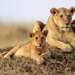 Pembury Tours - Masai Mara National Park - Masai Mara Wildlife - Kenya - Kenyan Wildlife - East African Safari - Game Drive - Game Viewing - Lion