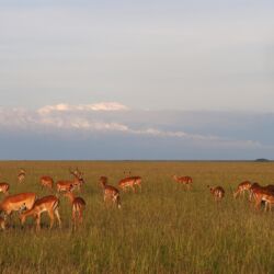 Pembury Tours - Masai Mara National Park - Masai Mara Wildlife - Kenya - Kenyan Wildlife - East African Safari - Game Drive - Game Viewing - Impala