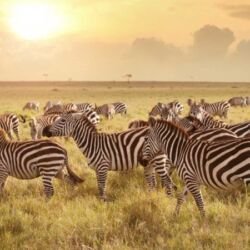 Pembury Tours - Serengeti National Park - Tanzania - Tanzanian Wildlife - East African Safari - Game Viewing - Game Drives - Zebra
