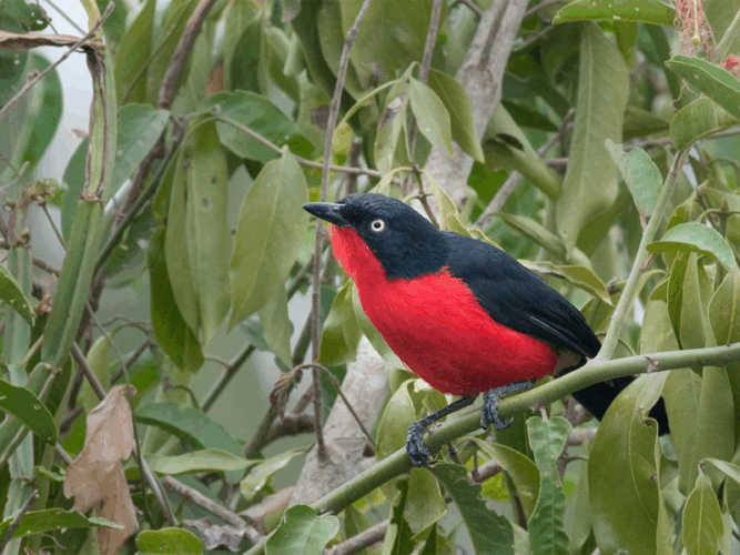 Pembury Tours - Akagera National Park - Rwanda - Bird Watching