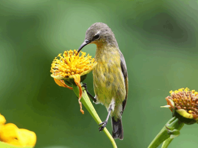 Pembury Tours - Bwindi Impenetrable Forest - Uganda - Bird Watching