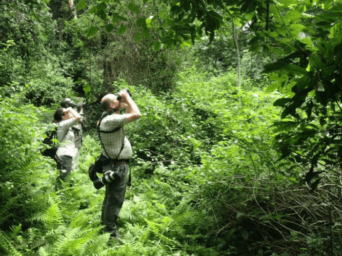 Pembury Tours - Bwindi Impenetrable Forest - Uganda - Bird Watching