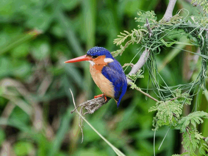 Pembury Tours - Bwindi Impenetrable Forest - Uganda - Bird Watching