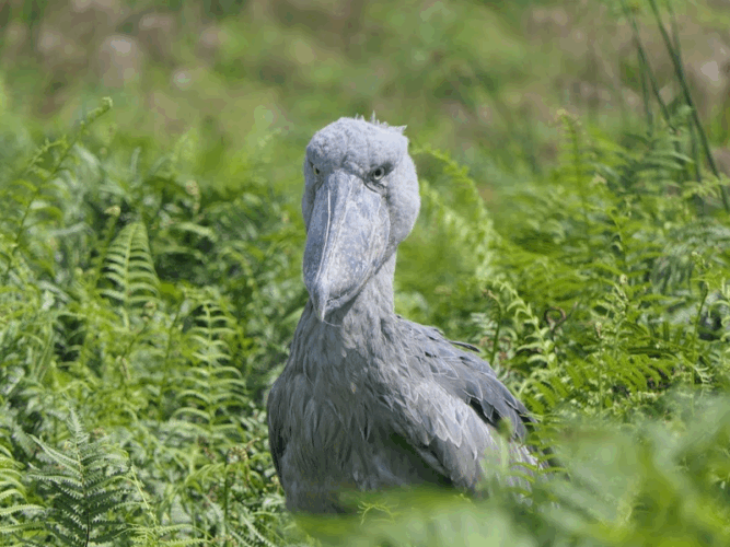 Pembury Tours - Bwindi Impenetrable Forest - Uganda - Bird Watching