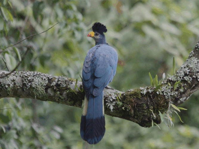Pembury Tours - Bwindi Impenetrable Forest - Uganda - Bird Watching