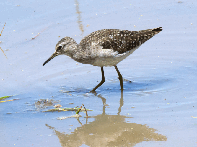 Pembury Tours - Lake Nakuru - Kenya - Bird Watching