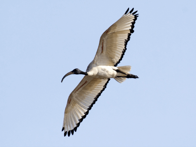 Pembury Tours - Lake Nakuru - Kenya - Bird Watching