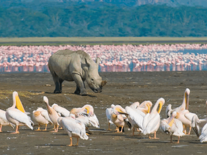 Pembury Tours - Lake Nakuru - Kenya - Bird Watching