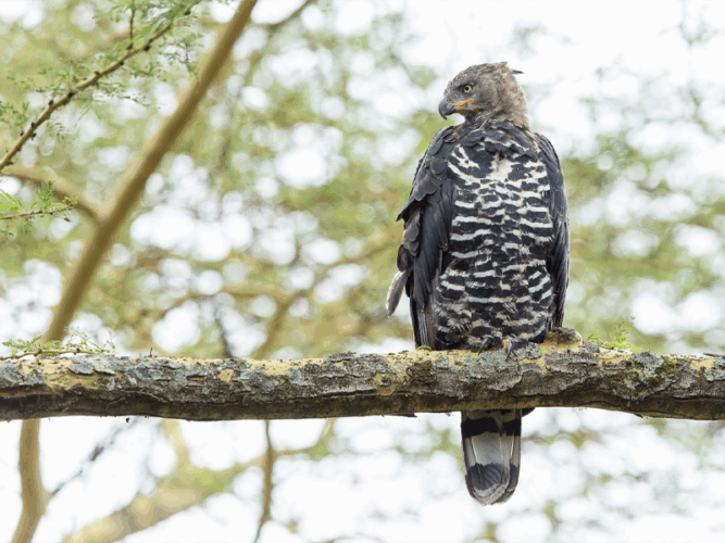 Pembury Tours - Lake Nakuru - Kenya