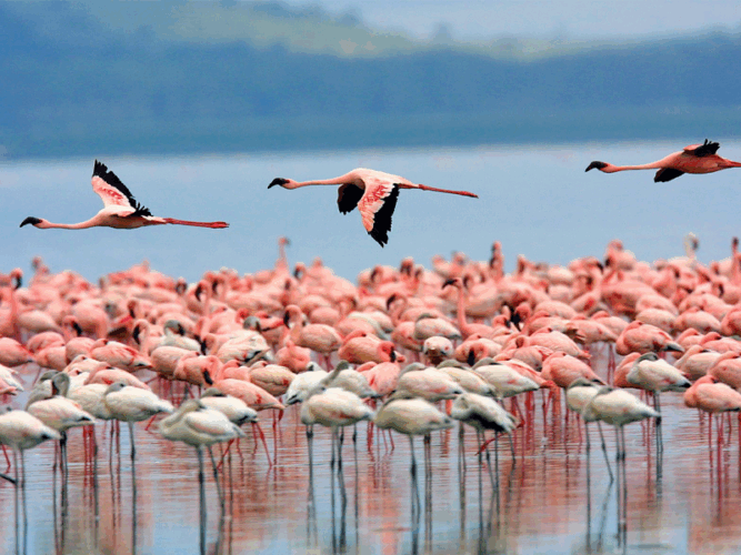 Pembury Tours - Lake Nakuru - Kenya - Flamingos