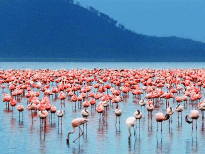 Pembury Tours - Lake Nakuru - Kenya