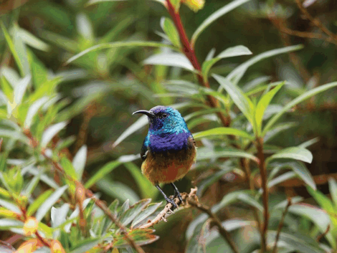 Pembury Tours - Murchison Falls - Uganda - Bird Watching
