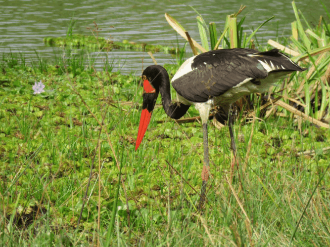 Pembury Tours - Murchison Falls - Uganda - Bird Watching