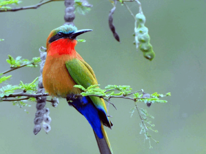 Pembury Tours - Murchison Falls - Uganda