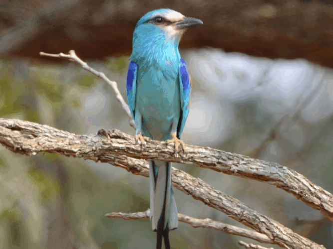 Pembury Tours - Murchison Falls - Uganda
