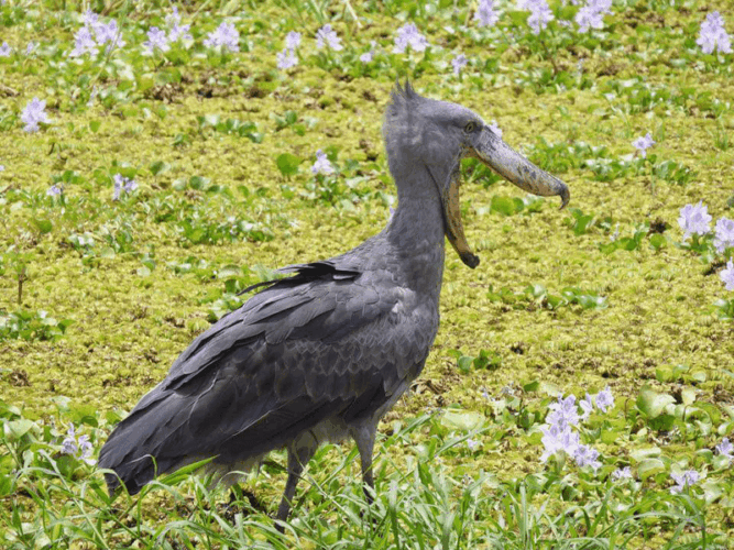 Pembury Tours - Murchison Falls - Uganda