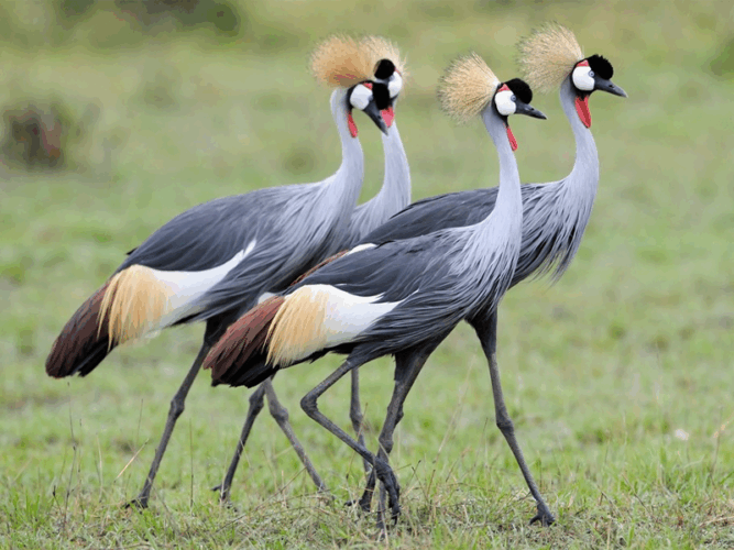 Pembury Tours - Murchison Falls - Uganda