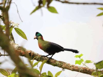 Pembury Tours - Nyungwe National Park - Bird Watching