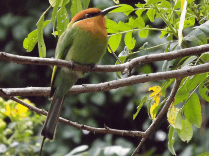 Pembury Tours - Selous Game Reserve - Tanzania - Bird Watching