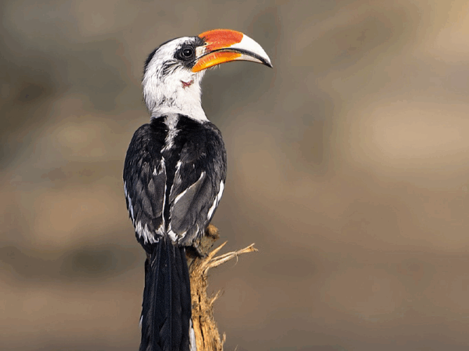 Pembury Tours - Selous Game Reserve - Tanzania - Bird Watching