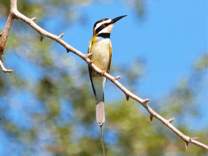Pembury Tours - Selous Game Reserve - Tanzania - Bird Watching