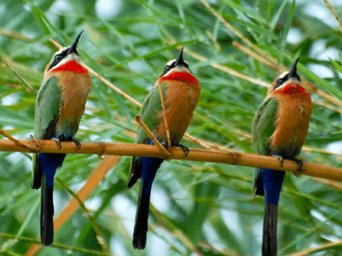 Pembury Tours - Selous Game Reserve - Tanzania - Bird Watching