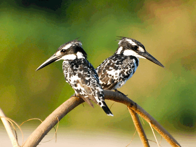 Pembury Tours - Selous Game Reserve - Tanzania - Bird Watching