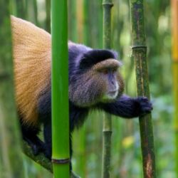 Pembury Tours - Volcanoes National Park - Rwanda - Activities - Golden Monkey Trek 3