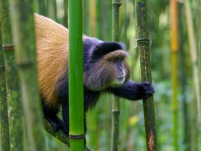 Pembury Tours - Volcanoes National Park - Rwanda - Activities - Golden Monkey Trek 3