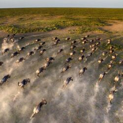 Pembury Tours - Hot Air Balloon Safari - Serengeti Tanzania & Masai Mara Kenya - Aerial Game Viewing - East African Safari - Great Migration