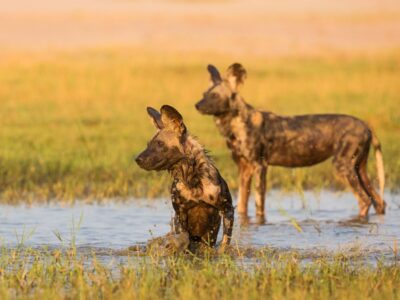 Pembury Tours - Hwange National Park - Zimbabwe - Game Drive - Game Viewing - Wild Dogs