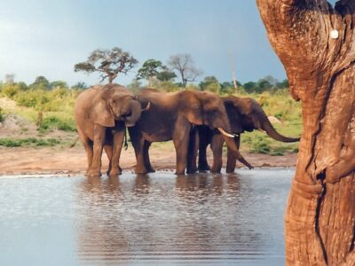 Pembury Tours - Hwange National Park - Zimbabwe - Game Drive - Game Viewing - Big Five - Elephant