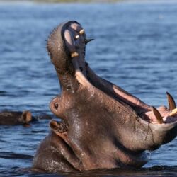 Pembury Tours - Zambezi River - Victoria Falls - River Cruises - Game Viewing - River Wildlife - Big Five - Hippo