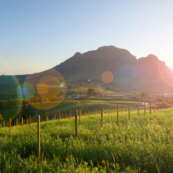 Pembury Tours - Delaire Graff Estate - Stellenbosch - Cape Winelands - South Africa - Sunrise