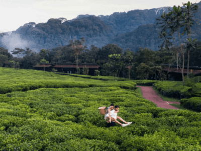 Pembury Tours - One&Only Nyungwe House - Nyungwe Forest National Park - Rwanda - Accommodation - Tea Picking