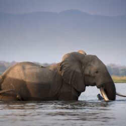 Pembury Tours - Zambezi River - Victoria Falls - River Cruises - Game Viewing - River Wildlife - Big Five - Elephant