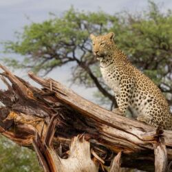Pembury Tours - Xugana Island Lodge - Okavango Delta - Botswana - Luxury Accommodation - Safari Activities - Game Drive - Game Viewing - Leopard