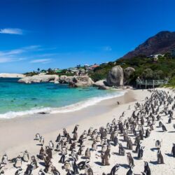 Pembury Tours - Cape Point Tour - Western Cape - Cape Town Activities - Cape Point Penguins - Boulders Beach