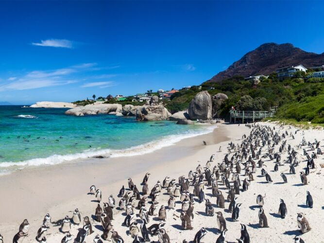 Pembury Tours - Cape Point Tour - Western Cape - Cape Town Activities - Cape Point Penguins - Boulders Beach