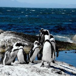 Pembury Tours - Cape Point Tour - Western Cape - Cape Town Activities - Cape Point Penguins - Boulders Beach