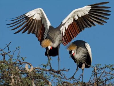 Pembury Tours - Hwange National Park - Zimbabwe - Game Drive - Game Viewing - Birding - Birdlife
