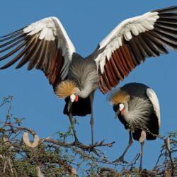 Pembury Tours - Hwange National Park - Zimbabwe - Game Drive - Game Viewing - Birding - Birdlife