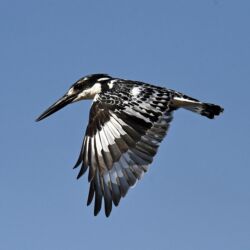 Pembury Tours - Zambezi River - Victoria Falls - River Cruises - Game Viewing - River Wildlife - Birdlife - Birding