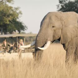 Pembury Tours - Xugana Island Lodge - Okavango Delta - Botswana - Luxury Accommodation - Safari Activities - Game Drive - Game Viewing - Elephant