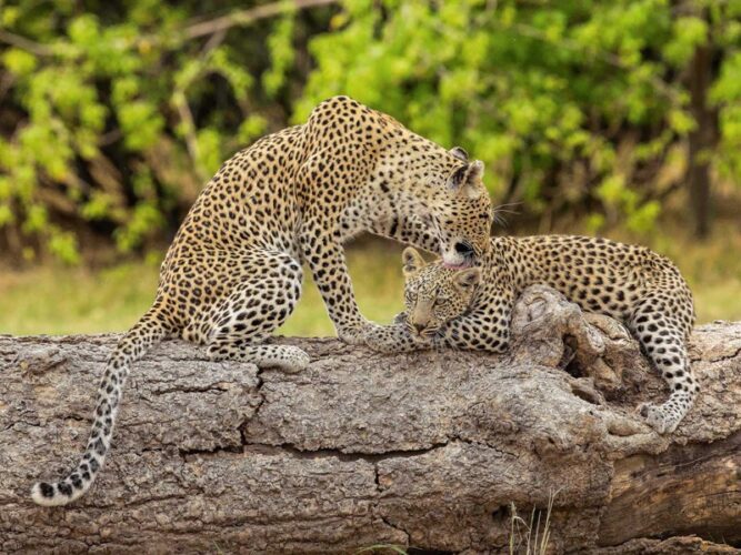 Pembury Tours - Khwai Private Game Reserve - Okavango Delta - Botswana - Game Viewing - Game Drive - Leopard