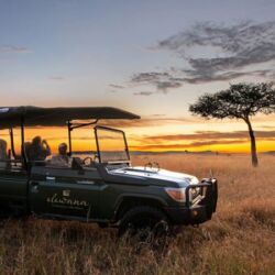Pembury Tours - Sand River Mara Camp - Elewana Collection - Masai Mara National Park - Kenya - East Africa - Luxury Accommodation - Sunset Game Drive
